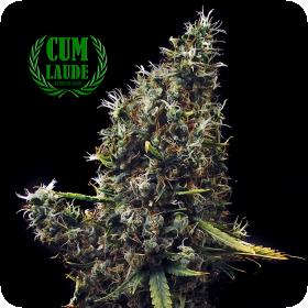 Cum Laude Feminised Seeds Cum Laude Feminised Seeds
